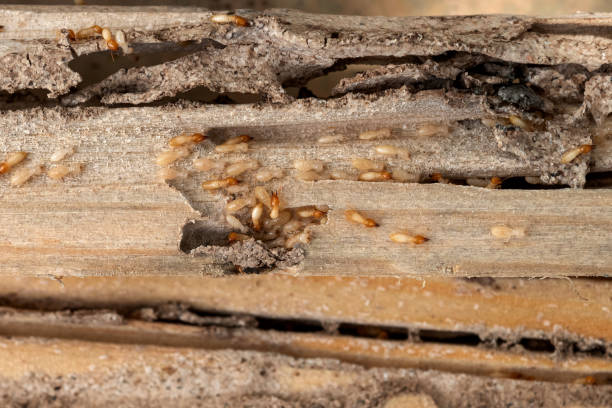 Best Affordable Pest Control Services  in Bromley, KY